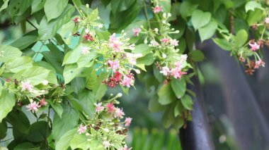 Rangoon yasemin, Rangoon yasemin ağaçlar bükülür, bükülür ve çiçek açar kırmızı, pembe, gül renkleri ve farklı renkler yeşil yaprakların arka planına karşı çok güzel doğal çiçeklerdir.