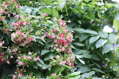 Rangoon yasemin, Rangoon yasemin ağaçlar bükülür ve çiçek açar. Kırmızı, pembe, gül renkleri ve yeşil yaprakların arka planında farklı renkler vardır. Çok güzel doğal bir çiçektir.