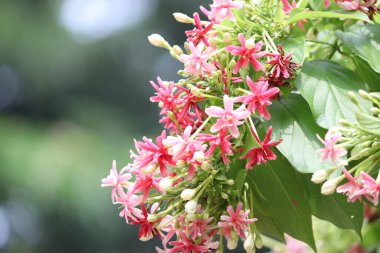Rangoon yasemin, Rangoon yasemin ağaçlar bükülür, bükülür ve çiçek açar kırmızı, pembe, gül renkleri ve farklı renkler yeşil yaprakların arka planına karşı çok güzel doğal bir çiçektir.