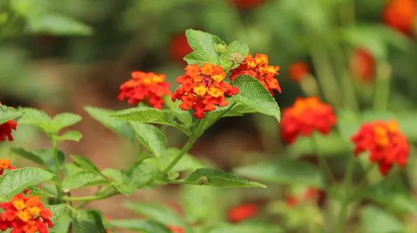 Lantana Κάμερα Λουλούδια Στην Αυλή Είναι Σωρός Από Πορτοκαλί Λουλούδι — Φωτογραφία Αρχείου