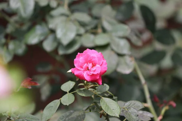 Contra Pano Fundo Bela Rosa Vermelha Jovem Flor Folhas Rosa — Fotografia de Stock