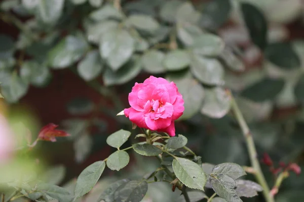 Contra Pano Fundo Bela Rosa Vermelha Jovem Flor Folhas Rosa — Fotografia de Stock