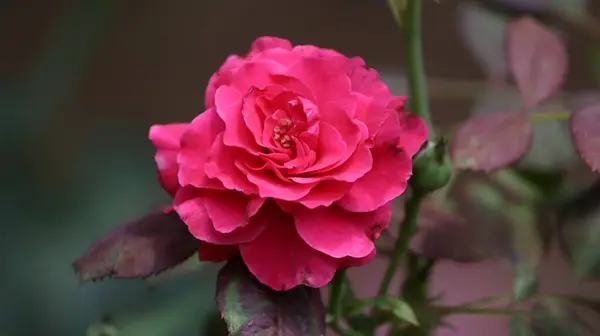 Sobre Fondo Flor Rosa Roja Joven Hermosa Hojas Rosa Planta —  Fotos de Stock