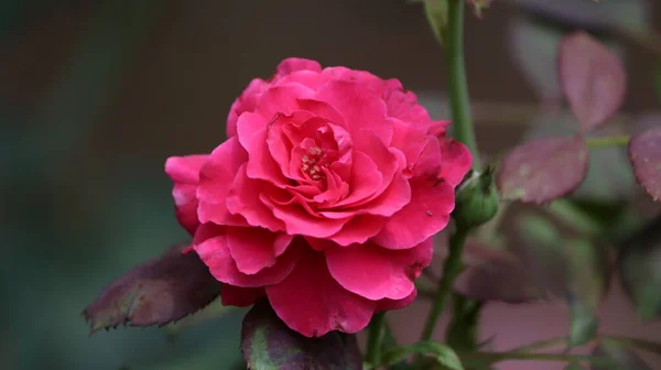 Sobre Fondo Flor Rosa Roja Joven Hermosa Hojas Rosa Planta —  Fotos de Stock