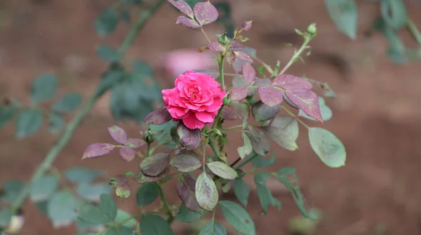 Contra Pano Fundo Bela Rosa Vermelha Jovem Flor Folhas Rosa — Fotografia de Stock