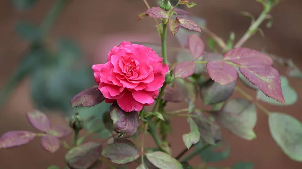 Sobre Fondo Flor Rosa Roja Joven Hermosa Hojas Rosa Planta —  Fotos de Stock