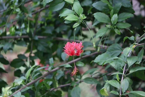 Διαφορετικός Τύπος Ενός Κόκκινου Τριαντάφυλλου Της Κίνας Close View Pink — Φωτογραφία Αρχείου