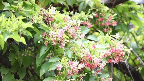 Rangoon yasemin, Rangoon yasemin ağaçlar bükülür, bükülür ve çiçek açar kırmızı, pembe, gül renkleri ve farklı renkler yeşil yaprakların arka planına karşı çok güzel doğal çiçeklerdir.