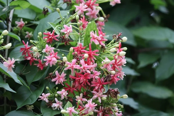 Rangoon yasemin, Rangoon yasemin ağaçlar bükülür, bükülür ve çiçek açar kırmızı, pembe, gül renkleri ve farklı renkler yeşil yaprakların arka planına karşı çok güzel doğal çiçeklerdir.