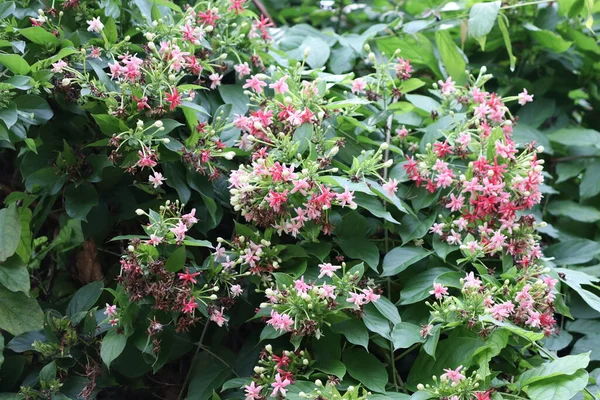 Jazmín Rangoon Jazmín Rangoon Los Árboles Doblan Giran Florecen Rojo — Foto de Stock