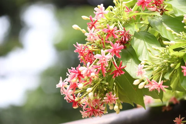 Rangoon yasemin, Rangoon yasemin ağaçlar bükülür, bükülür ve çiçek açar kırmızı, pembe, gül renkleri ve farklı renkler yeşil yaprakların arka planına karşı çok güzel doğal bir çiçektir.