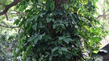 Ağaçtaki yeşil mozaikle sarmalanmış bitki ve sarmaşıklar çok güzel bir manzaradır.