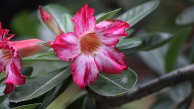 Adenyum obesum veya yeşil yapraklı çöl gülü çiçeği.