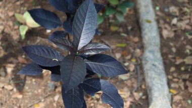 Güzel siyah yaprakları olan doğal bitki.