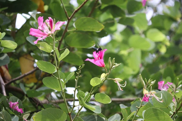 Bauhinia Ανθίζει Εικόνα Εικόνα Από Πέταλο Επικονίαση Ροζ Χρώμα Λουλούδι — Φωτογραφία Αρχείου