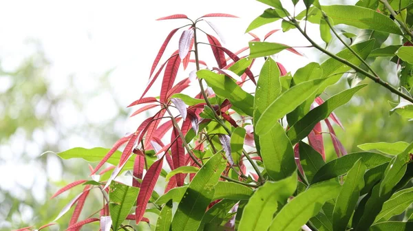 Mango Δέντρο Καλλιέργεια Καφέ Χρώμα Φύλλα Κλιματική Κατάσταση Για Την — Φωτογραφία Αρχείου
