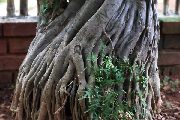 Brązowy Jego Korzeń Bonsai Drzewo Jest Zielona Natura — Zdjęcie stockowe