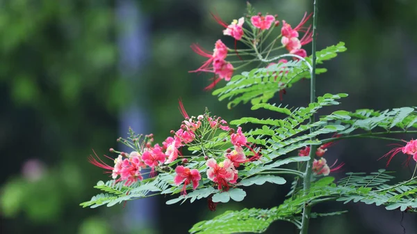 Caesalpinia Κόκκινα Λουλούδια Του Δέντρου Που Ονομάζεται Βοτανικός Caesalpinia Pulcherrima — Φωτογραφία Αρχείου