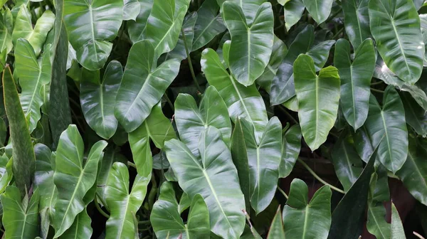 黄花叶 夜香百合或巨大直立象耳朵 奇异的热带叶子 在绿色背景下被隔离 — 图库照片