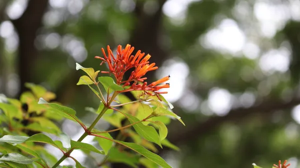 West Indian Orange Flower Flower Bud Green Leaf Background — Stock Photo, Image
