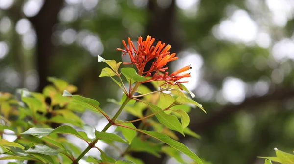 West Indian Orange Flower Flower Bud Green Leaf Background — Stock Photo, Image