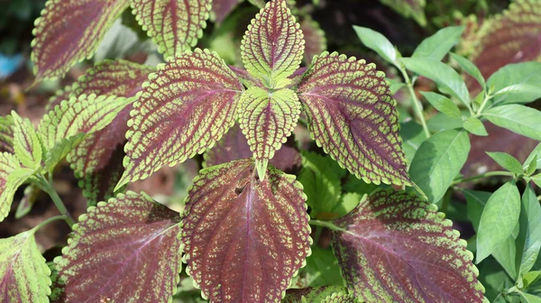 Planta Natural Con Hermosas Hojas Exóticas — Foto de Stock