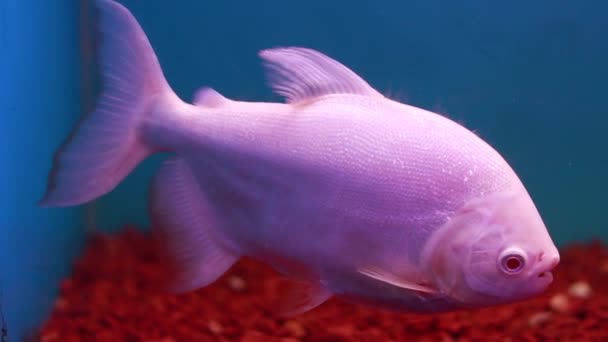 Velká Růžová Barva Ryby Pohybující Nádrži Velmi Krásná — Stock video