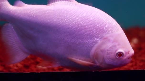 Velká Růžová Barva Ryby Pohybující Nádrži Velmi Krásná — Stock video