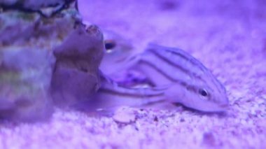 Tankın içinde hareket eden nadir balıklar beyaz çimento rengi ve siyah çizgiler