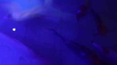 Suda koi balığı ve mavi ışık suyu ve balığın içinde hareket ediyor. 