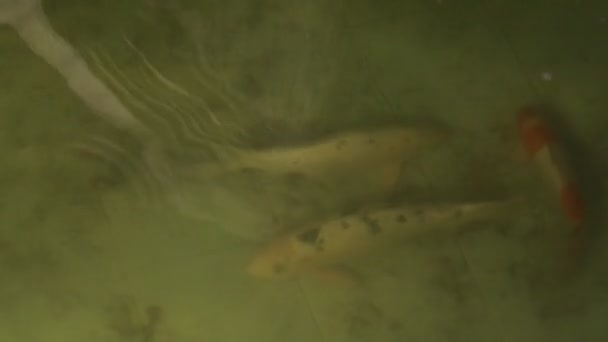 鱼在水里游动 鱼在水里游动 — 图库视频影像
