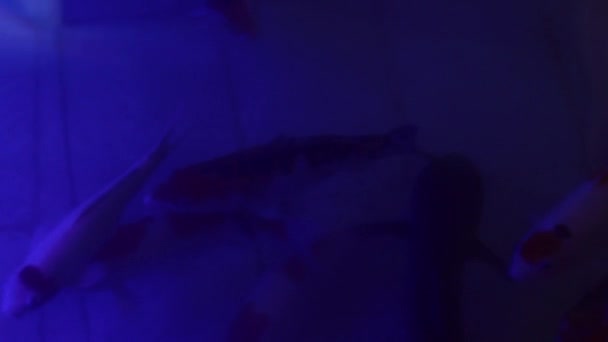 鱼儿在水里 蓝光在水里 鱼儿在里面游动 — 图库视频影像