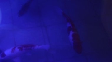 Suda koi balığı ve mavi ışık suyu ve balığın içinde hareket ediyor. 