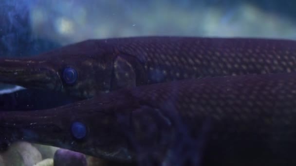 Akvaryumdaki Timsah Balığı Içeri Giriyor — Stok video