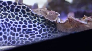 Moray Yılanbalığı akvaryumun içinde hareket ediyor. Çok güzel.