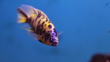 Afrika Malawi Cichlid Akvaryumu Balık tatlı su sarı renk lacivert çizgili balık akvaryumun içinde hareket ediyor çok güzel