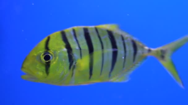 Acuario Fish Golden Jack Golden Trevally — Vídeo de stock