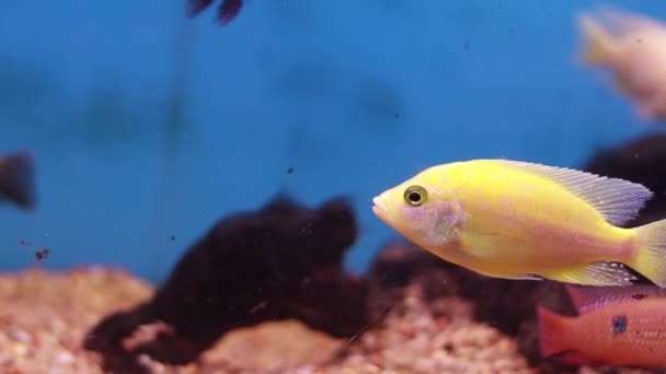 Afričtí Malawi Cichlid Akvárium Ryby Sladkovodní Žlutá Barva Tmavě Modré — Stock video