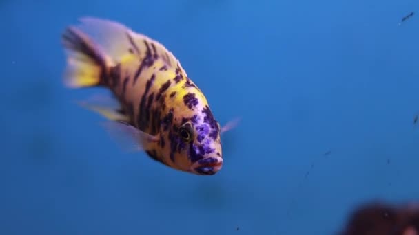 ปลาพ าแอฟร นมาลาว Cichlid เหล องน ดลายส าเข มปลาท เคล — วีดีโอสต็อก