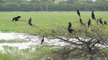 Su kuşları siyah kuşlardır ve bazı kuşlar ön bitkinin üzerine tünemişlerdir.