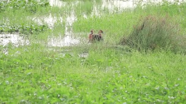 Zijn Kleine Bruine Eendjes Het Meer Zijn Acties Zijn Prachtig — Stockvideo