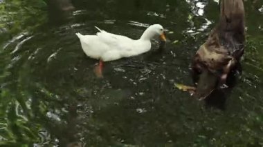 Beyaz ördek suda çok güzel yüzüyor ve hareketleri çok güzel.