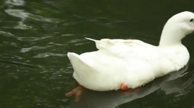 Beyaz ördek suda çok güzel yüzüyor ve hareketleri çok güzel.