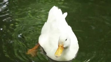 Beyaz ördek suda çok güzel yüzüyor ve hareketleri çok güzel.