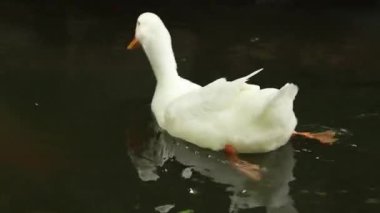 Beyaz ördek suda çok güzel yüzüyor ve hareketleri çok güzel.