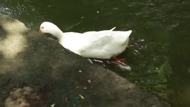 Canard Blanc Nage Magnifiquement Dans Eau Ses Actions Sont Belles — Video