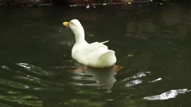 Beyaz ördek suda çok güzel yüzüyor ve hareketleri çok güzel.