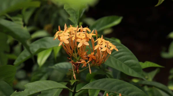 Ixora Coccinea Växt Och Gul Blomma Ily Poo Växt Med — Stockfoto