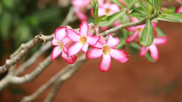 Witte Mooie Bloem Aralia Roze Bloem Bloesem Natuur Groen Wazig — Stockfoto