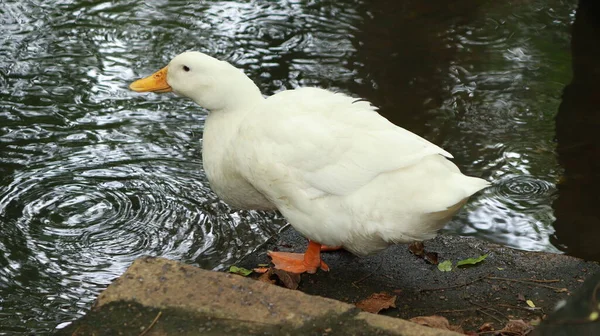 Eine Weiße Ente Steht Wasser — Stockfoto
